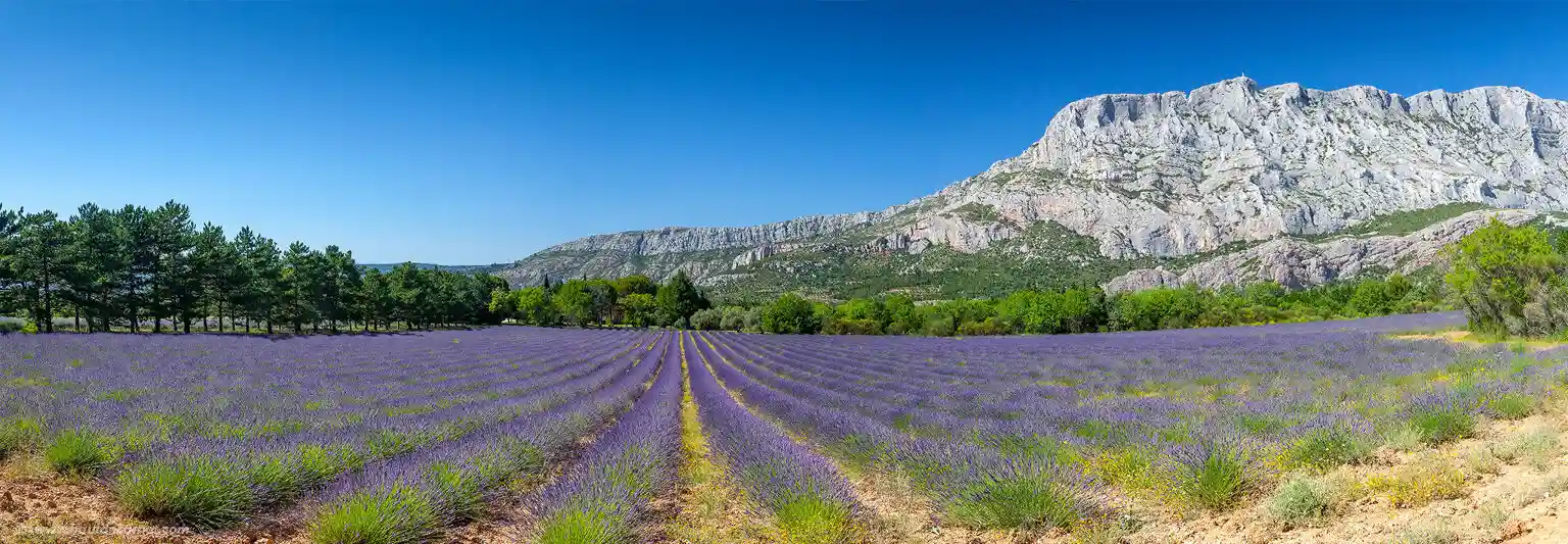 Lavender fields and Sainte-Victoire mountain